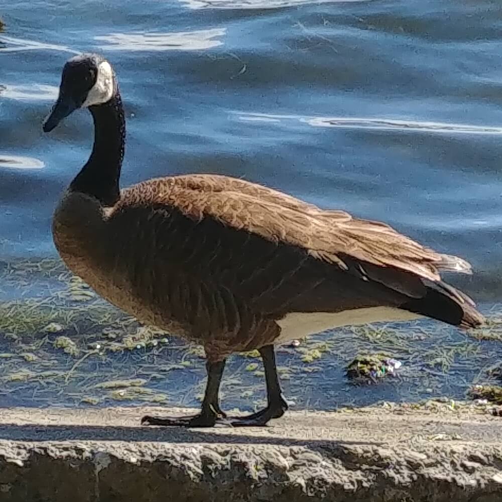 Canada goose