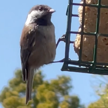 Chestnut-backed chickadee