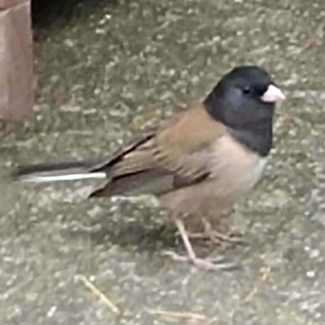 Dark-eyed junco