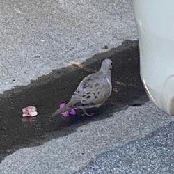 Mourning dove