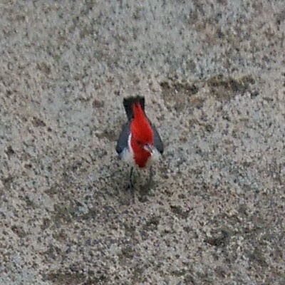 Red-crested cardinal