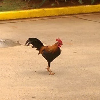 Red junglefowl