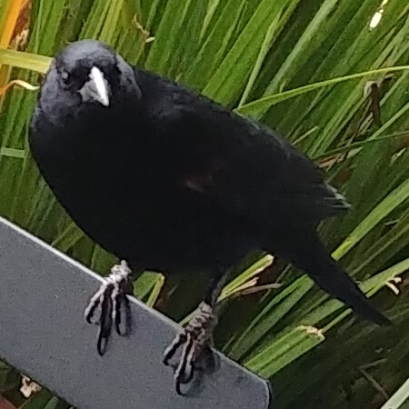 Red-winged blackbird