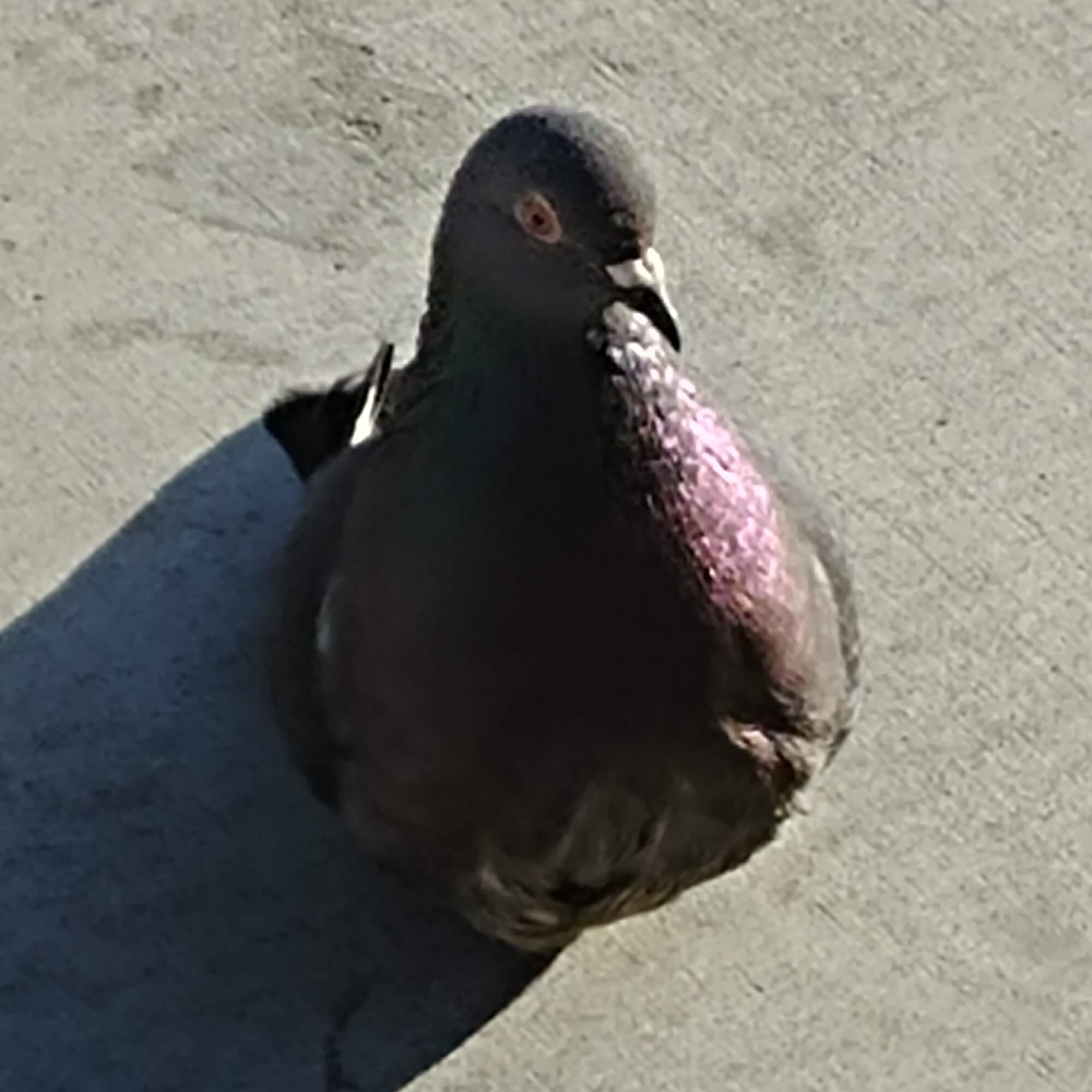 Rock pigeon