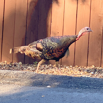 Wild turkey